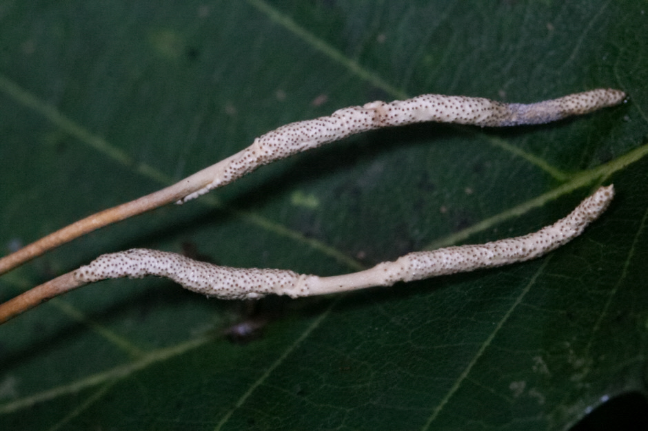 유충가시동충하초Cordyceps ochraceostromata 100816-4.jpg