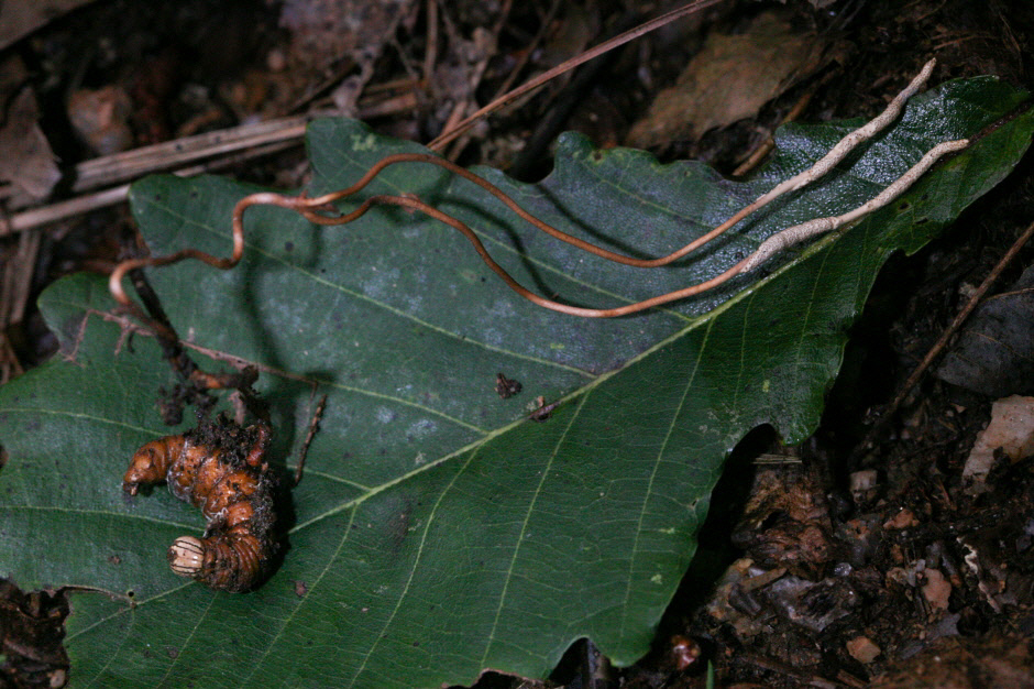 유충가시동충하초Cordyceps ochraceostromata 100816-3.jpg