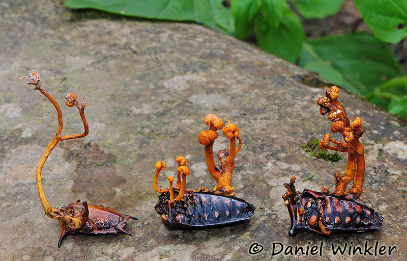 Cordyceps pentatomi on weevil group DW MS.jpg