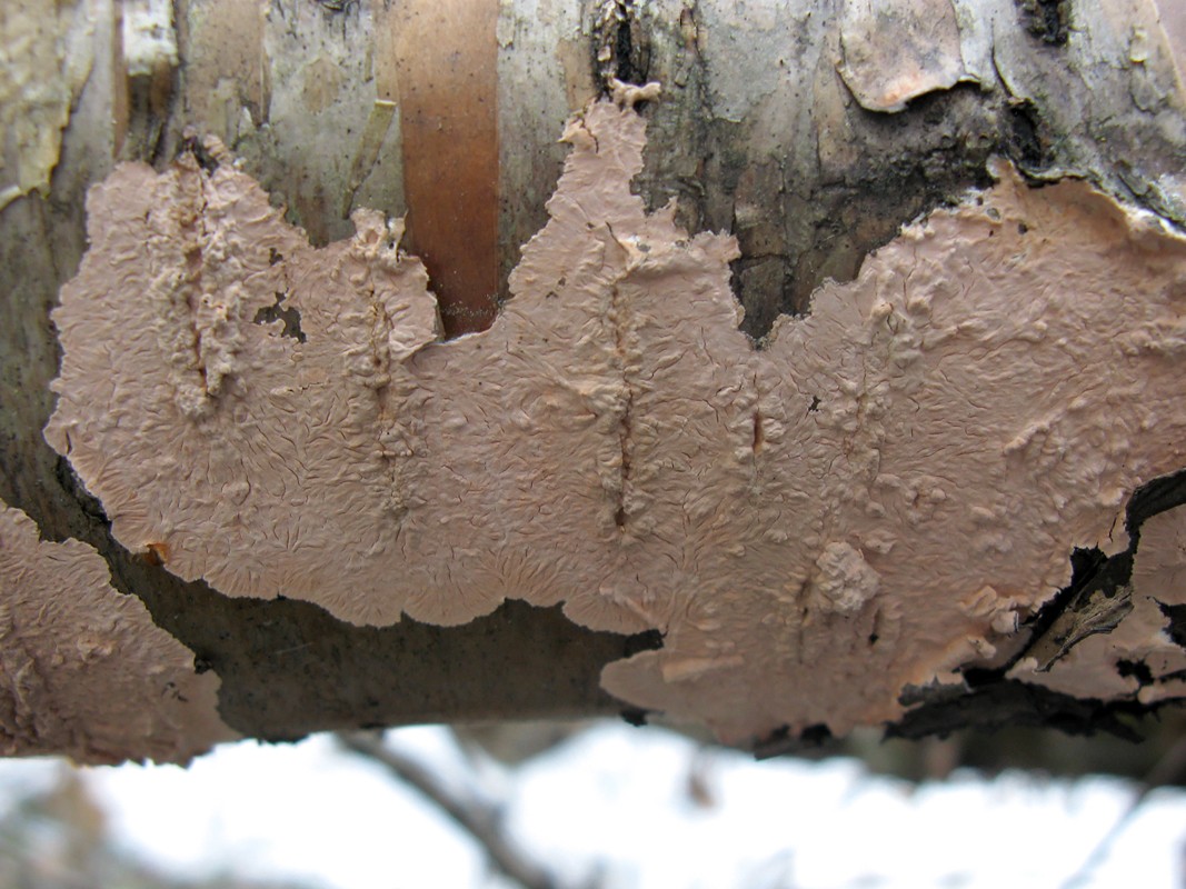 R1_17_Corticium_roseum_STV_20100406.jpg
