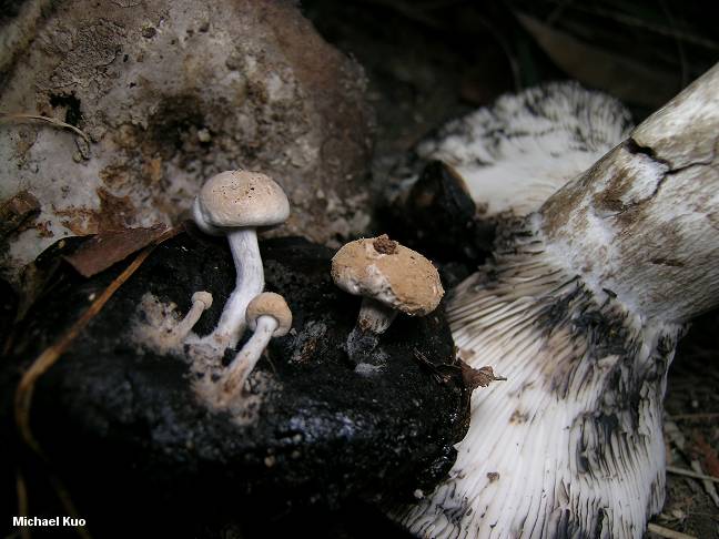 asterophora_lycoperdoides_01.jpg