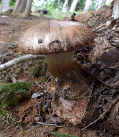 s_umbonata_004.jpg