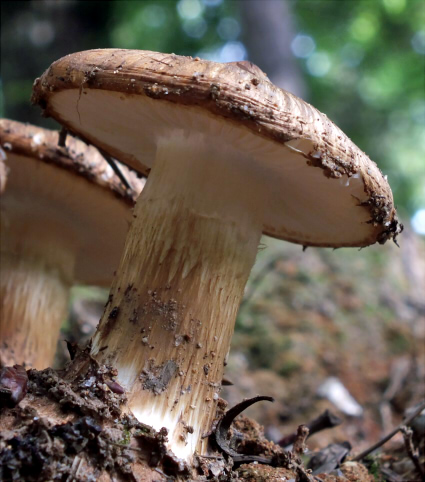 s_umbonata_003.jpg