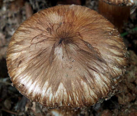 s_umbonata_002.jpg