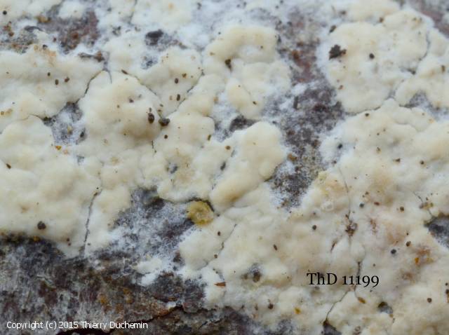 Hyphoderma_mutatum_2015_td_1.jpg