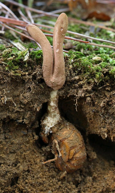 o_sobolifera_017.jpg