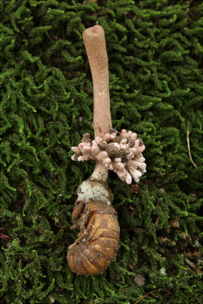 o_sobolifera_019.jpg