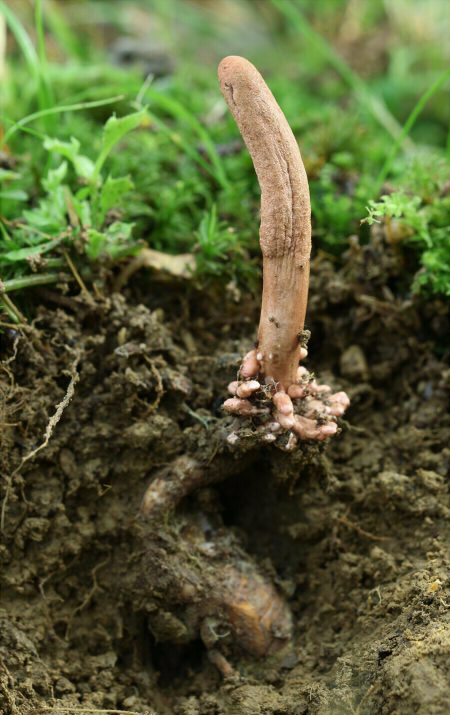 o_sobolifera_004.jpg
