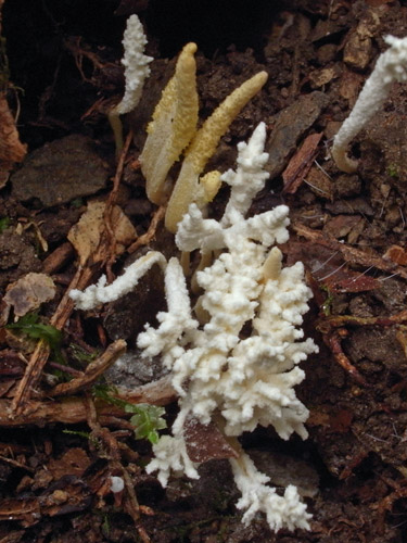 usuki120829a.jpg