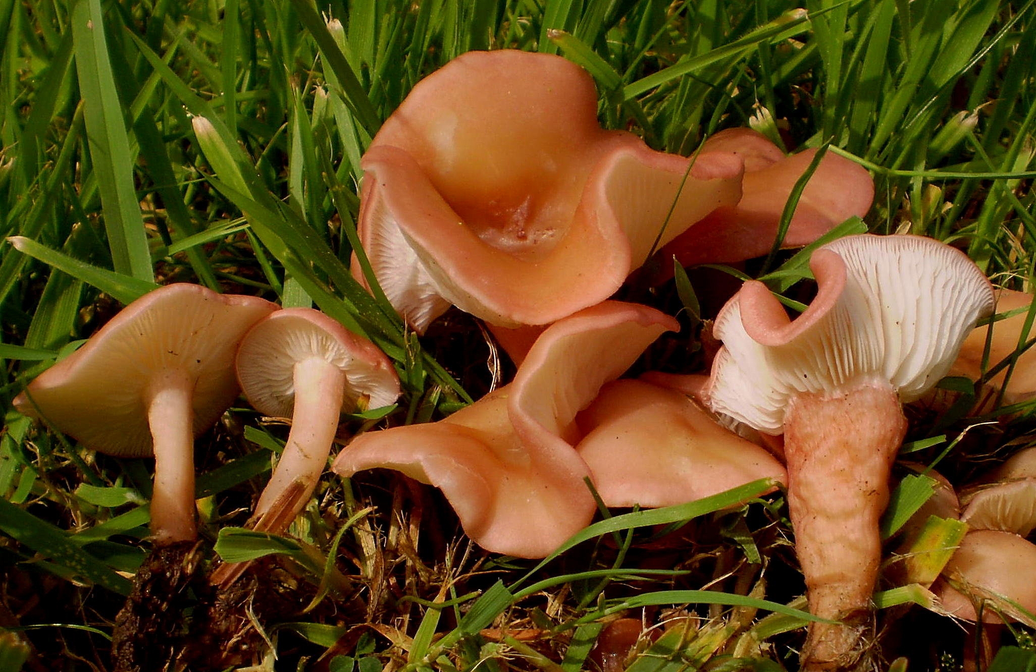 Calocybe_carnea.jpg