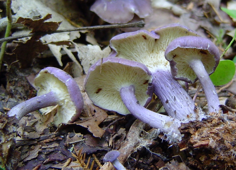 entoloma_bloxami_08.JPG