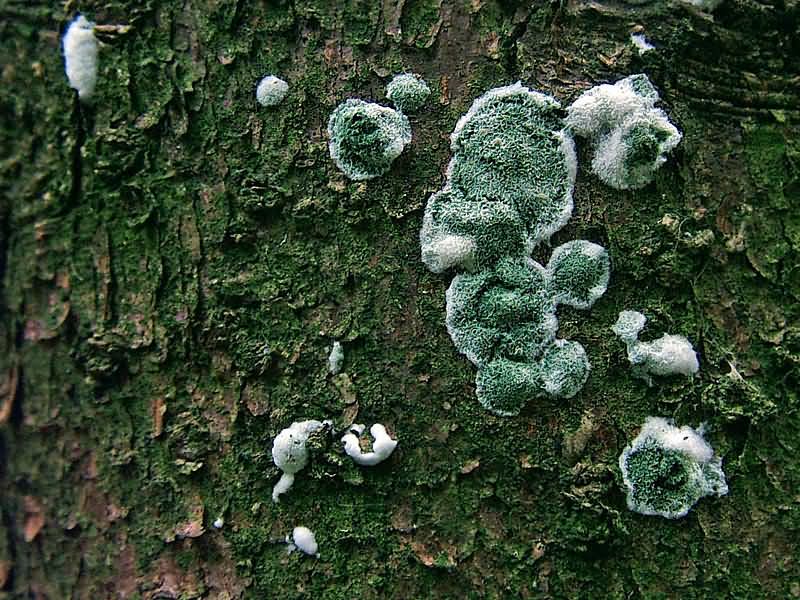 Trichoderma_viride_1_JS_20060930.jpg