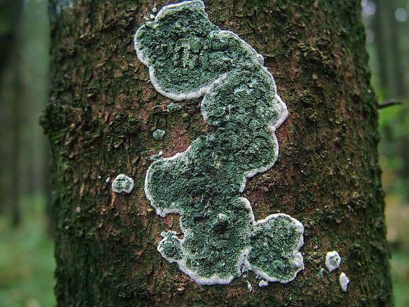 Trichoderma_viride_2_JS_20060930.jpg