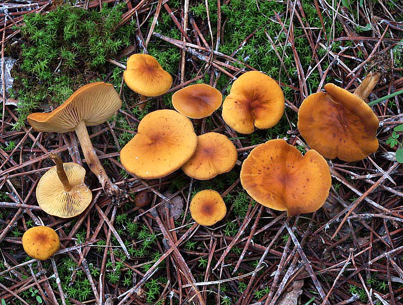 Calocybe-fallax-Rugosomyces-fallax.-Torrecilla-de-la-Abadesa.-PC130870.jpg