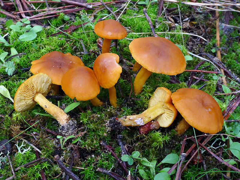 Callocybe-fallax-CesarLomas.jpg