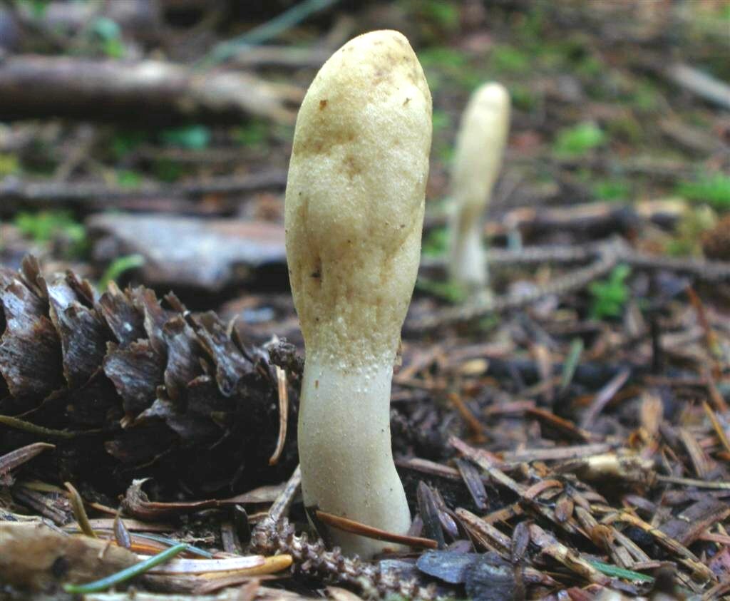 Podostroma alutaceum-006.JPG