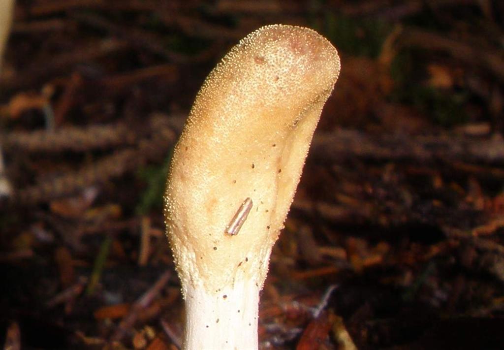 Podostroma alutaceum-004.JPG