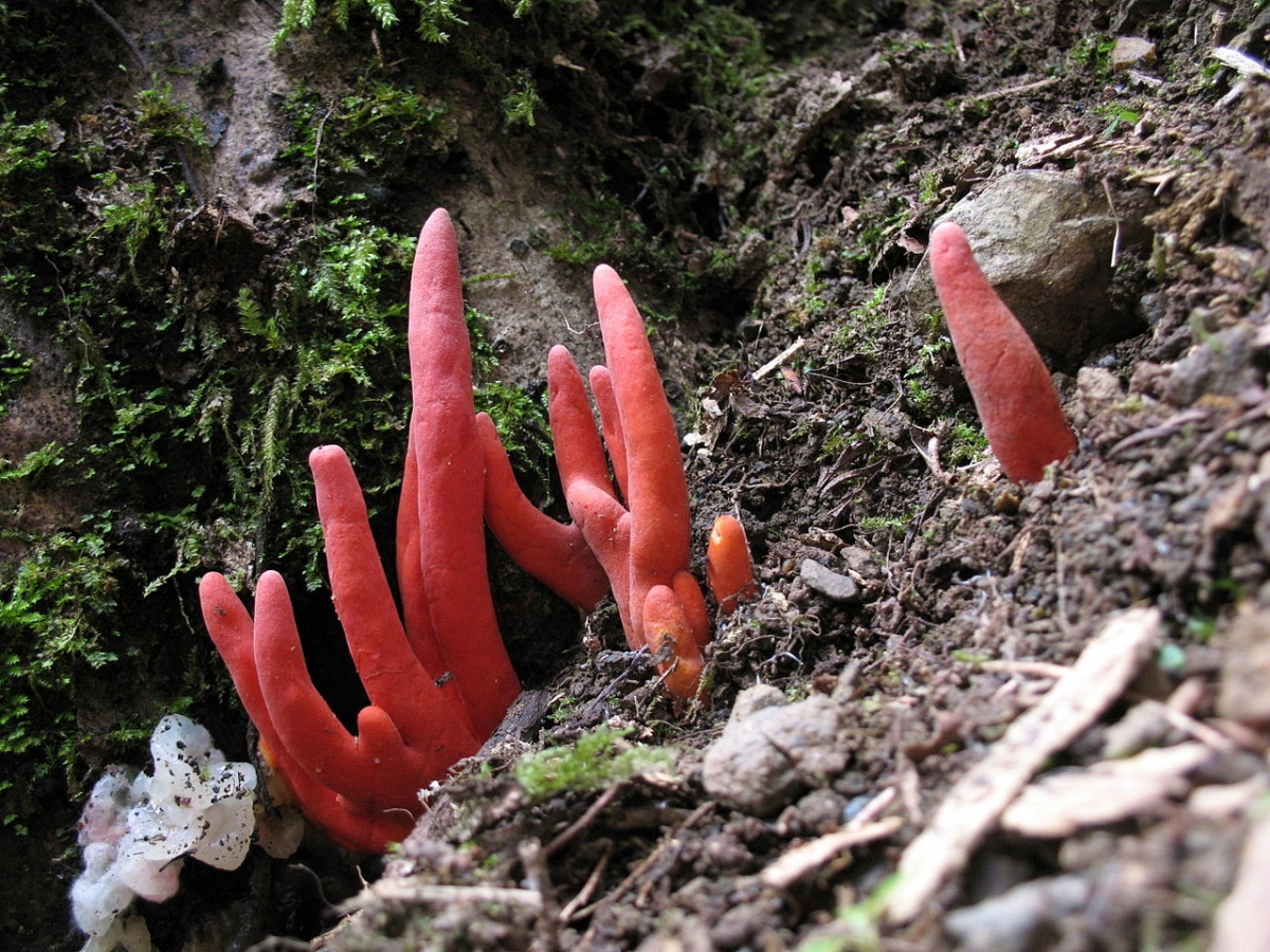 1280px-Podostroma_cornu-damae.jpg