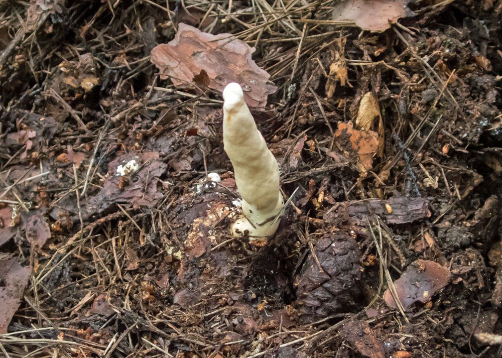 supponnyadoritake_270921_p9210209we.jpg