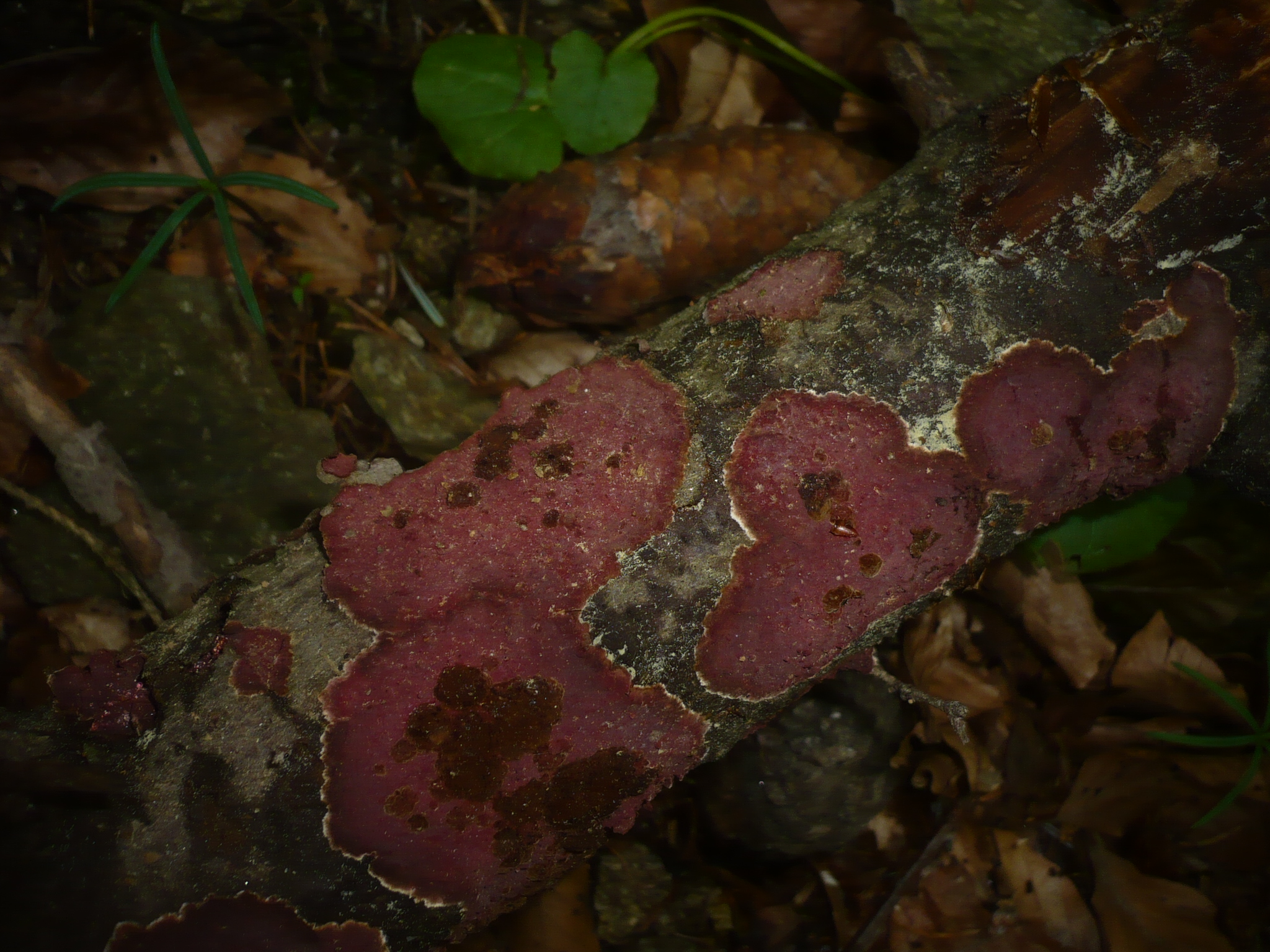 2012-03-19_Hymenochaete_cruenta_(Pers.)_Donk_206367.jpg