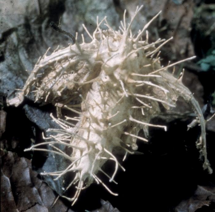 Hymenostilbe.jpg