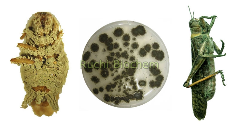 metarhizium-anisopliae-1758292.jpg
