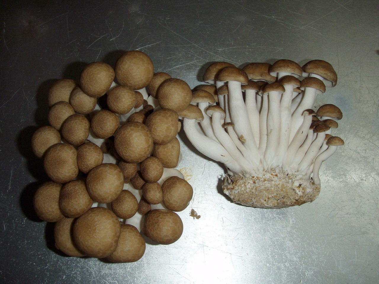 1280px-Hypsizygus_tessellatus03 (1).jpg