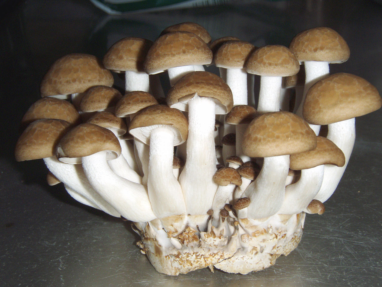 1280px-Hypsizygus_tessellatus04.jpg