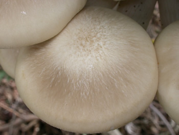 Hyps tessulatus GE cap closeup.jpg