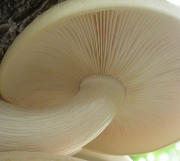 Hyps tessulatus GE gill attachment.jpg