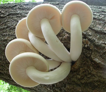 Hyps tessulatus GE gills .jpg