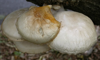 Hyps tessulatus GE old cap tops.jpg
