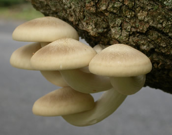 Hyps tessulatus GE side view.jpg
