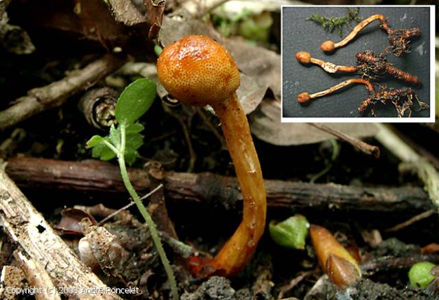 Ophiocordyceps_gracilis_2008_ap_1.jpg