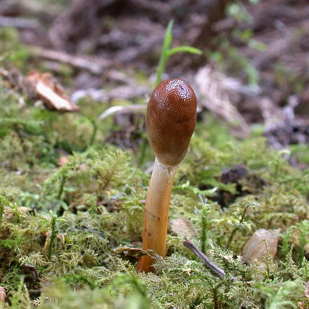 dscn6988a.jpg