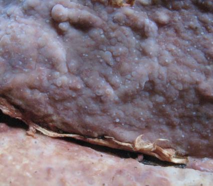 Ceraceomyces_cystidiatus.jpg