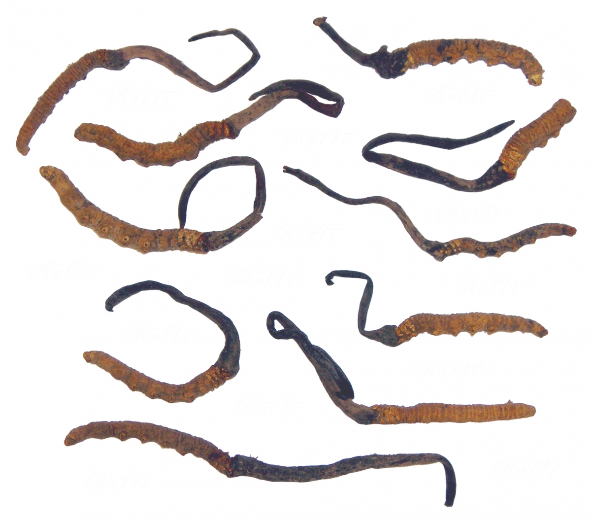 Cordyceps_Sinensis.jpg