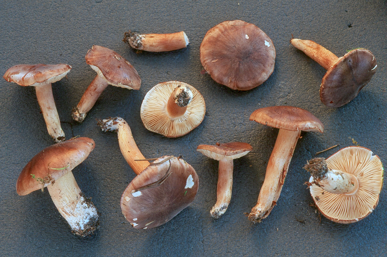 SV11_099.jpg