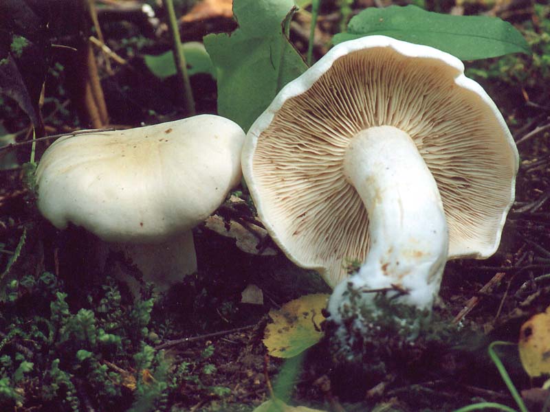 Tricholoma_album_1.jpg