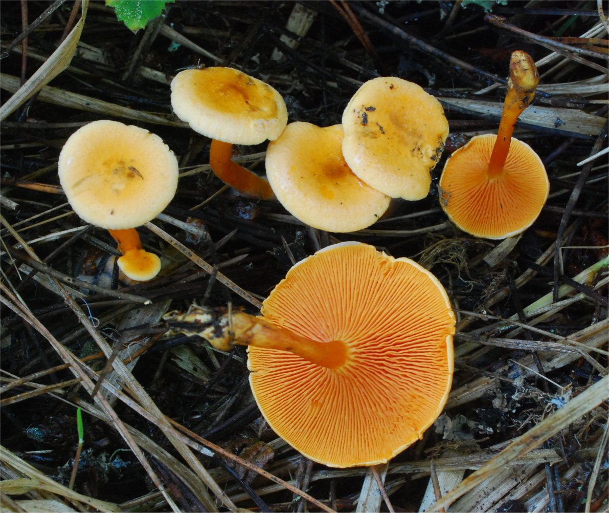 Hygrophoropsis aurantiaca 02.jpg