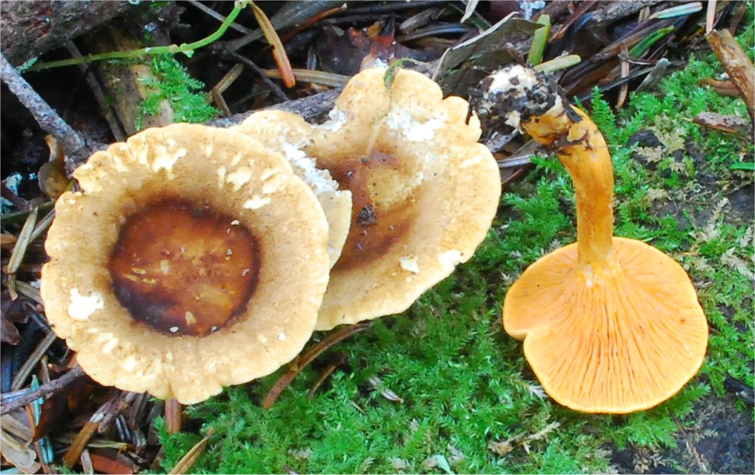 Hygrophoropsis aurantiaca 101.jpg