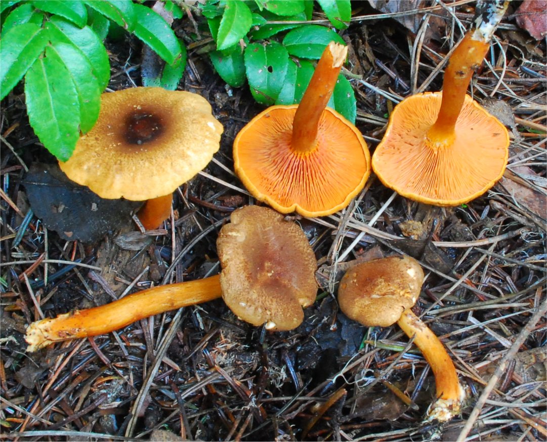 Hygrophoropsis aurantiaca 102.jpg