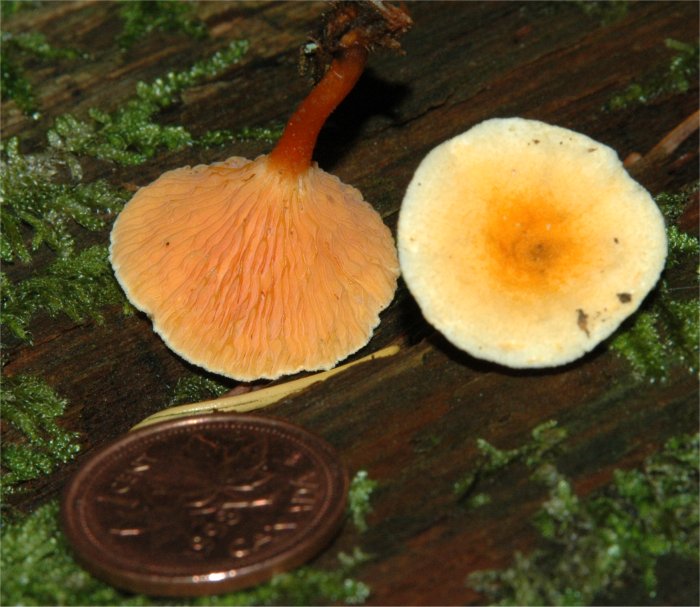 Hygrophoropsis aurantiaca01.JPG