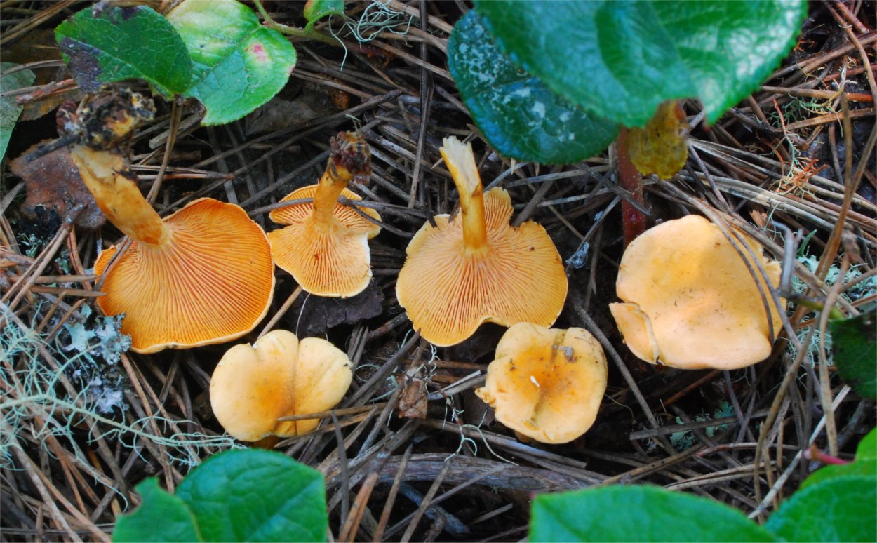 Hygrophoropsis aurantiaca 01.jpg