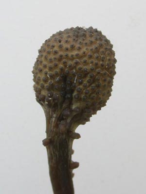 miyatan81105c.jpg