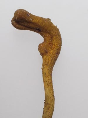 sirone100719b.jpg