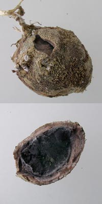 sirone100719d.jpg