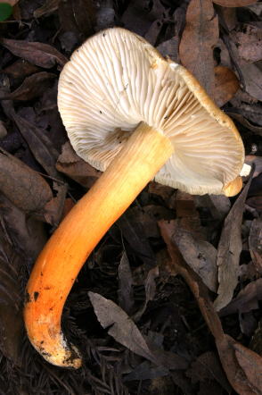 D-hutairosimeji3.jpg