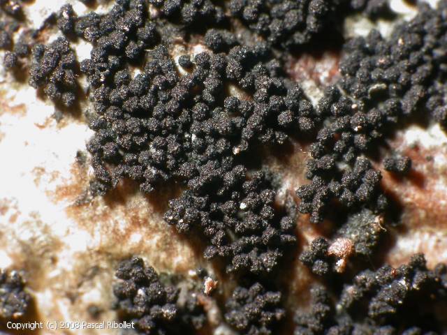 Gibberella_baccata_2008_pr_1.jpg