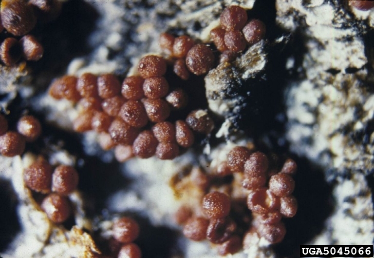 Nectria_coccinea_1.jpg